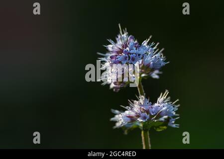 Fiore di menta d'acqua (Mmentha aquatica) una pianta perenne che cresce selvaggia in zone umide e luoghi umidi, sfondo scuro con spazio di copia, primo piano, se Foto Stock