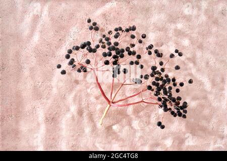 Bacche nere di ontano galleggianti in acqua su sfondo rosa pastello, vista dall'alto Foto Stock