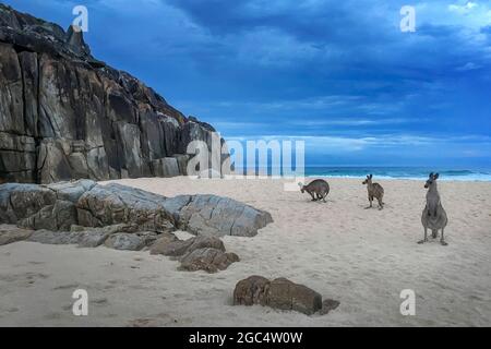 canguri su una spiaggia rocciosa Foto Stock