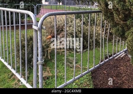 Usato alberi di Natale dietro la recinzione in Francia Foto Stock