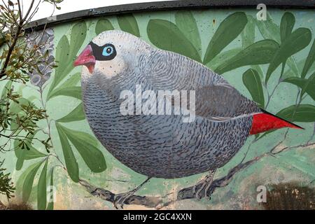 FRetail Finch Art on Water Tank, Venus Bay, Victoria, Australia Foto Stock