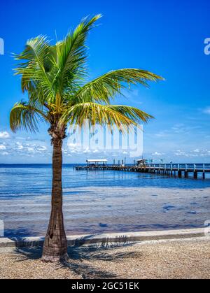 Palma e molo sul Golfo del Messico a Bokeelia su Pine Island Florida USA in una giornata estiva con acqua dolce flot Foto Stock