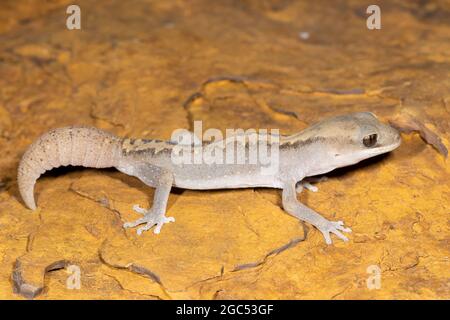 Pietra orientale Gecko su pietra laterite Foto Stock