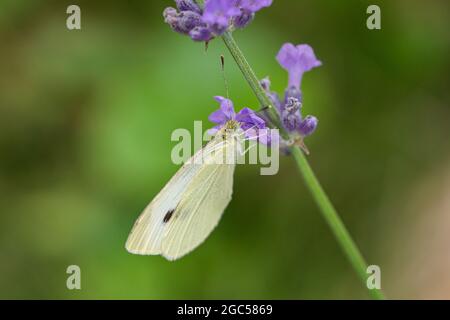 Cavolo Butterfly bianco su fiori di lavanda Foto Stock