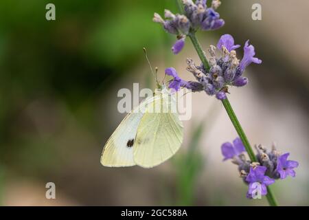 Cavolo Butterfly bianco su fiori di lavanda Foto Stock