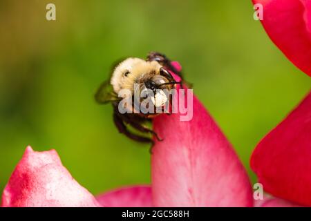 Eastern Carpenter Bee su Rose Flower Foto Stock