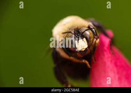 Eastern Carpenter Bee su Rose Flower Foto Stock