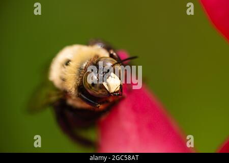Eastern Carpenter Bee su Rose Flower Foto Stock