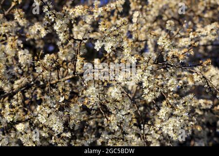 Migliaia di fiori bianchi di biancospino (Prunus spinosa) in primavera in un cespuglio di biancospino, Baviera, Germania, Europa Foto Stock