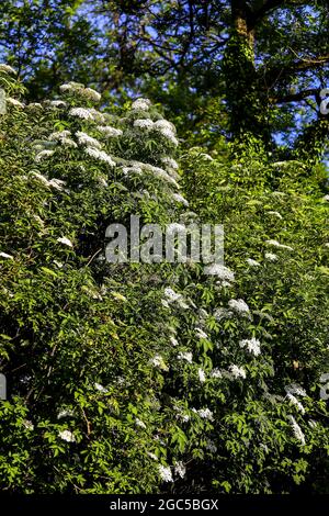 Cespuglio anziano: Dozzine di fiori bianchi di sambuco (Sambucco) in tarda primavera Foto Stock
