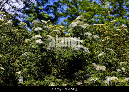 Cespuglio anziano: Dozzine di fiori bianchi di sambuco (Sambucco) in tarda primavera Foto Stock