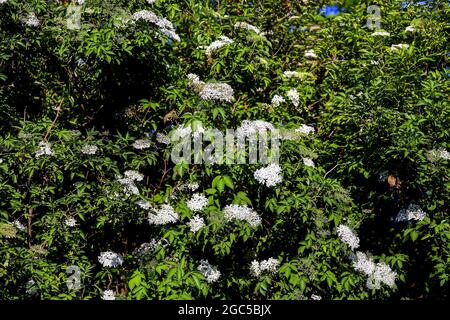 Cespuglio anziano: Dozzine di fiori bianchi di sambuco (Sambucco) in tarda primavera Foto Stock
