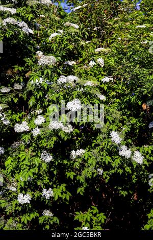 Cespuglio anziano: Dozzine di fiori bianchi di sambuco (Sambucco) in tarda primavera Foto Stock