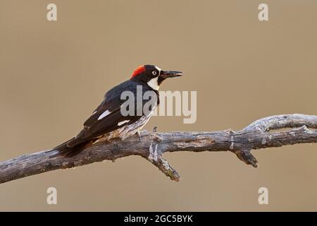 Acorn Woodpecker (Melanerpes formicivorus) Sacramento County California Foto Stock
