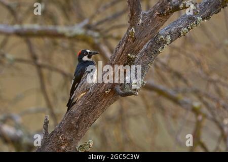 Femmina adulto Acorn Woodpecker (Melanerpes formicivorus) Sacramento County California USA in habitat tipico Foto Stock