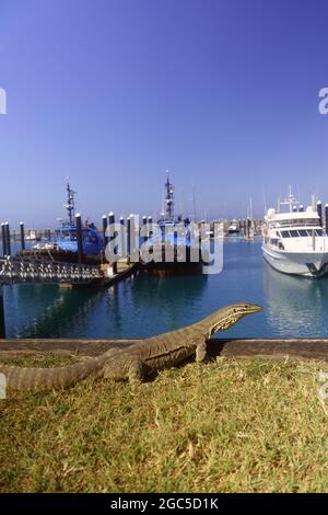 Goanna o Merletto (Varanus varius) presso il porto turistico di Mackay, Queensland, Australia. No PR Foto Stock