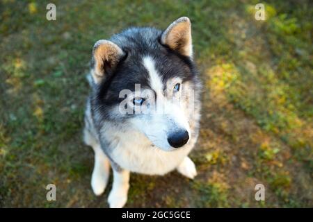 Il cane Husky si siede e guarda il proprietario, esegue il comando SIT. Addestrando un animale domestico sull'erba, primo piano, occhi blu dei devoti e un naso dei cani, animale domestico spesso Foto Stock