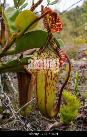 Lanciatore della pianta carnivora del lanciatore Nepenthes stenophylla x veitchii, un ibrido naturale, Bario, Borneo, Malesia Foto Stock