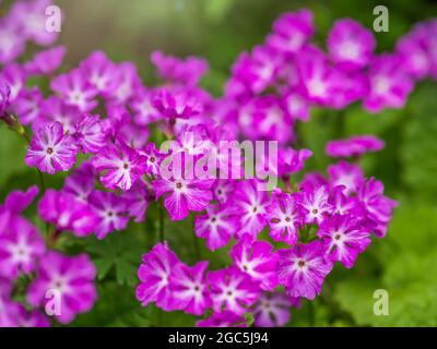 Beautiful porpora fiori primrose giapponesi, Primula sieboldii, conosciuto anche come primula asiatica e Cortusoides primula. Un altro nome scientifico è Prim Foto Stock