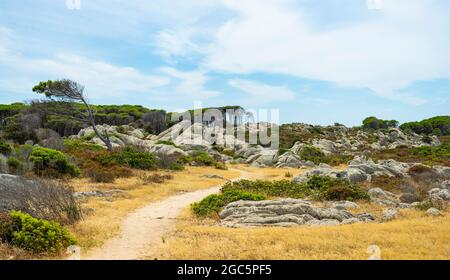 (Fuoco selettivo) splendido paesaggio con un sentiero che conduce a Cala Caprarese, situata nella splendida isola di Caprera, nell'arcipelago della Maddalena. Foto Stock