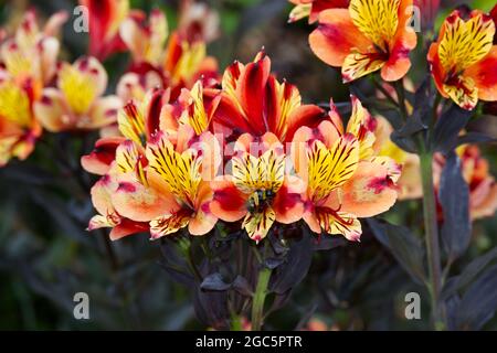 Fiori e foglie scure del giglio peruviano, serie Alstroemeria Indian Summer Tesronto UK agosto Foto Stock