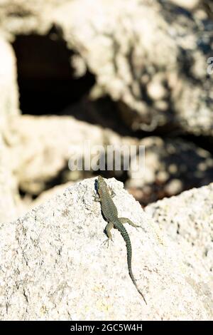 (Fuoco selettivo) Vista ravvicinata di una lucertola sarda che cammina su una roccia di granito durante una giornata di sole. Foto Stock