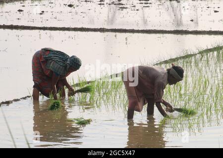 Kolkata, India. 05 agosto 2021. Coltivatore che piantano seghe di riso in un campo di risaie nel distretto di Hooghly di Assam. (Foto di Dipa Chakraborty/Pacific Press) Credit: Pacific Press Media Production Corp./Alamy Live News Foto Stock