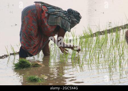 Kolkata, India. 05 agosto 2021. Coltivatore che piantano seghe di riso in un campo di risaie nel distretto di Hooghly di Assam. (Foto di Dipa Chakraborty/Pacific Press) Credit: Pacific Press Media Production Corp./Alamy Live News Foto Stock