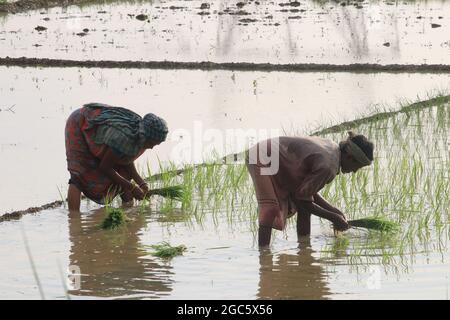 Kolkata, India. 05 agosto 2021. Coltivatore che piantano seghe di riso in un campo di risaie nel distretto di Hooghly di Assam. (Foto di Dipa Chakraborty/Pacific Press) Credit: Pacific Press Media Production Corp./Alamy Live News Foto Stock