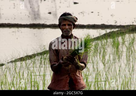 Kolkata, India. 05 agosto 2021. Coltivatore che piantano seghe di riso in un campo di risaie nel distretto di Hooghly di Assam. (Foto di Dipa Chakraborty/Pacific Press) Credit: Pacific Press Media Production Corp./Alamy Live News Foto Stock