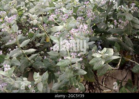 Corona del re (Calotropis procera) con fiori e gemme color lavanda: (Pix Sanjiv Shukla) Foto Stock