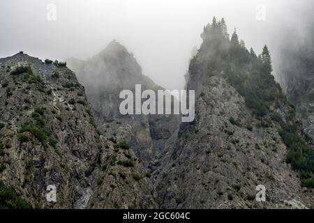 Alberi nella nebbia, Alto Adige, Italia Foto Stock