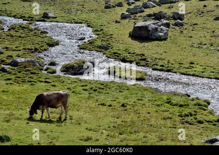 Mucche, Val Venosta, Italia Foto Stock