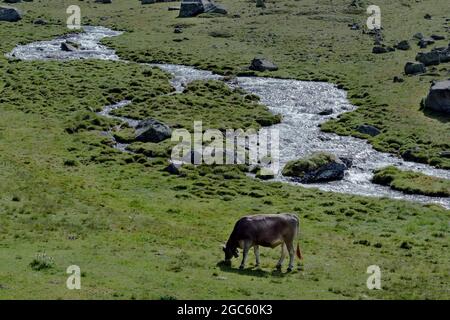 Mucche, Val Venosta, Italia Foto Stock