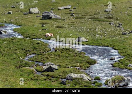 Mucche, Val Venosta, Italia Foto Stock