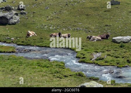 Mucche, Val Venosta, Italia Foto Stock