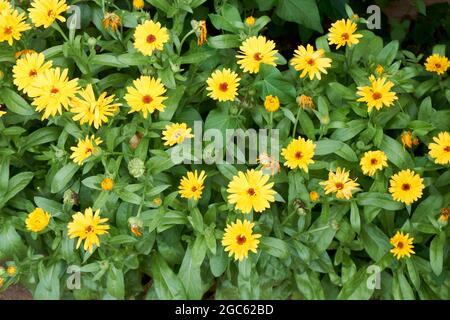 Calendula in fiore lat. Calendula officinalis su un letto di fiori nel giardino estivo. Foto Stock