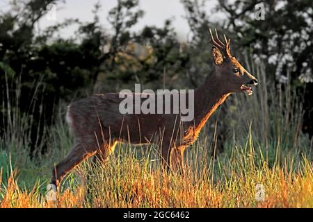 CAPRIOLO (Capreolus capreolus) buck, si trovava su un promontorio erboso abbaiare, Scozia, Regno Unito. Foto Stock
