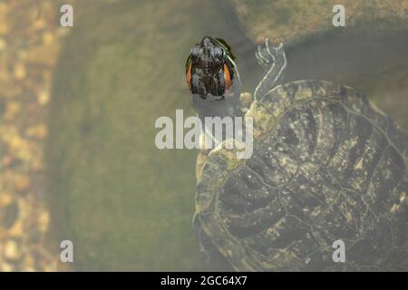 La tartaruga si affaccia dall'acqua. Tartarughe in uno stagno artificiale. Animale di acquifo. Tartarughe decorative. Foto Stock