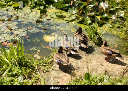 Quattro anatre sulla riva. Le anatre uscirono dall'acqua. Gli animali crogiolarsi al sole. Uccelli acquatici nel parco cittadino. Foto Stock