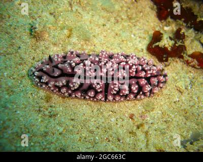 Sea Slug o nudibrambranch (Chromodoris Annae) a terra nel mare filippino 5.11.2012 Foto Stock