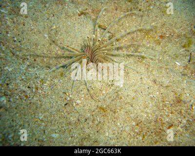 Pesci rossi di Lionfice (Voliti di Pterois) nuotano nel mare filippino 11.12.2012 Foto Stock