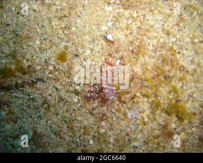 Comune Anemone Shrimp (Ancylomenes Magnificus) nel mare filippino 28.11.2012 Foto Stock