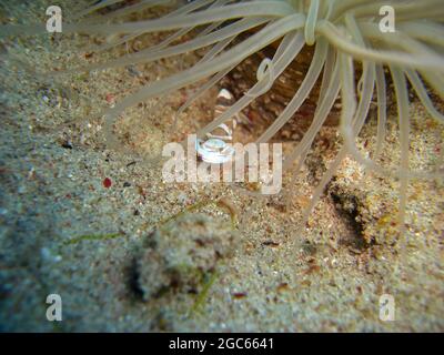 Comune Anemone Shrimp (Ancylomenes Magnificus) in un Anemone nel mare filippino 9.11.2012 Foto Stock