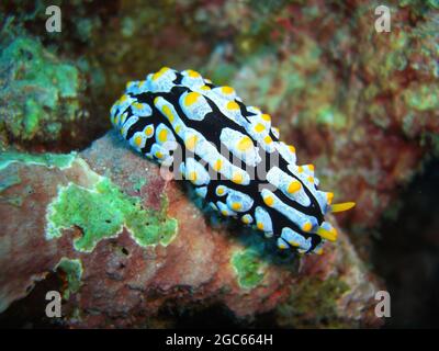 Nudiranch o Sea Slug (Phyllidia Varicosa) a terra nel mare filippino 1210.2012 Foto Stock