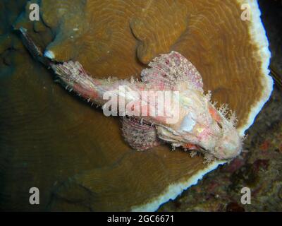 Scorpione (Scorpaenopsis Oxycephala) nuotano nel mare filippino 29.10.2012 Foto Stock