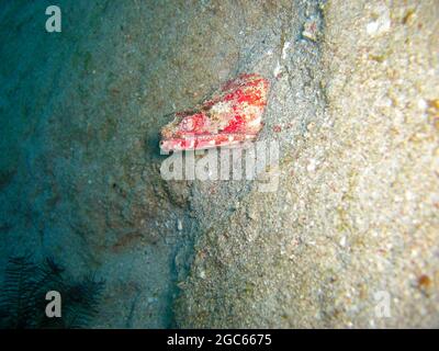 L'Eel di serpente di Stargazer (Brachysomophis Cirrocheilos) sporge nel mare filippino 30.11.2012 Foto Stock