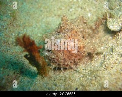 Scorpione (Scorpaenopsis Oxycephala) nuotano nel mare filippino 7.12.2012 Foto Stock