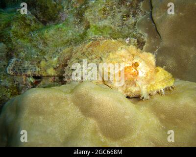 Scorpione (Scorpaenopsis Oxycephala) nuotano nel mare filippino 20.11.2012 Foto Stock