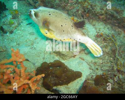 Blackspotted Puffer (Arothron nigropunctatus) nuota nel mare filippino 22.11.2012 Foto Stock